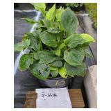 2 ASSORTED HOSTAS