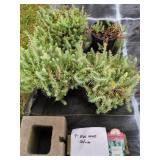 4 SEDUM REFLEXUM BLUE MOON STONECROP