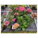 4 SUMMER CRUSH REBLOOMING HYDRANGEA SHRUBS