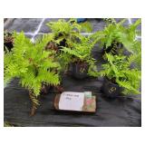 5 ROBUST MALE FERN PLANTS