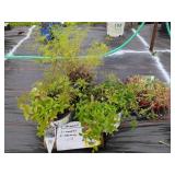 3 ASSORTED PERENNIALS