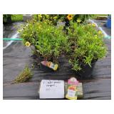 4 COREOPSIS UPTICK GOLD N BRONZE