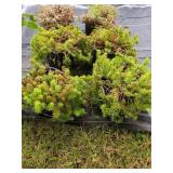 6 ASSORTED SEDUMS
