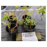 4 OLD FASHION BLEEDING HEART PLANTS