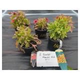 5 BLANKET FLOWERS ASSORTED