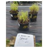 3 WALKERS LOW CATMINT