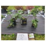 3 HARDY CHICAGO FIG PLANTS IN POTS
