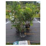 3 CHANDLER BLUEBERRY PLANTS
