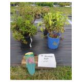 4 ASSORTED SPEEDWELL