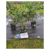 3 CHANDLER BLUEBERRY PLANTS
