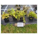9 PERENNIAL PAINTED AND OSTRICH FERNS