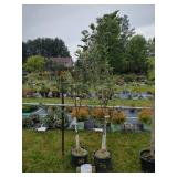 2 APPLE TREES: CORTLAND & COX