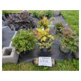 7 ASSORTED PERENNIALS