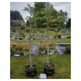 2 BLUE ICE CYPRESS TREES IN POTS