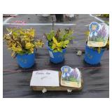 3 APRIL NIGHT GARDEN SAGE