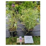 4 CONCORD GRAPE SPIDERWORT PLANTS