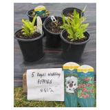 5 ROYAL WEDDING POPPY PLANTS
