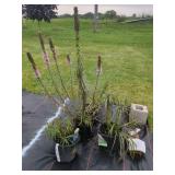 4 KOBOLD LIATRIS PLANTS IN POTS