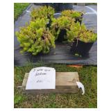5 SOLAR SPICE SEDUM PLANTS IN POTS
