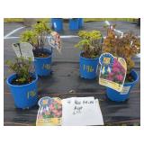 4 ASSORTED BEE BALM PERENNIALS