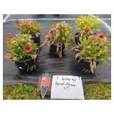 5 SPINTOP RED BLANKET FLOWER PLANTS