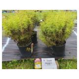 4 COREOPSIS ZAGREBPLANTS