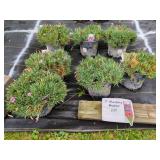 7 PLUM GLORY DIANTHUS