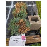 3 PROVEN WINNERS FRUIT PUNCH DIANTHUS