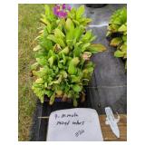 9 PRIMULA CANDELABRA WOODSIDE MIX PLANTS