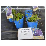 4 BLUE WATERFALL BELLFLOWER POTS