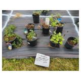 9 VARIOUS PERENNIAL POTTED PLANTS