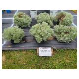 6 SILVER MOUND ARTEMESIA