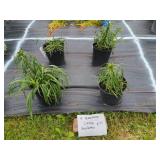 4 LIATRIS GAYFEATHER PERENNIAL