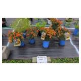 7 ASSORTED COREOPSIS