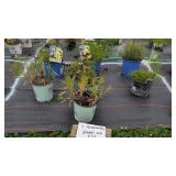 7 PERENNIAL COREOPSIS ASSORTED PLANTS