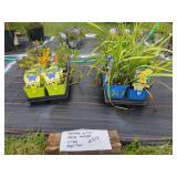 17 PERENNIAL PLANTS ASSORTED VARIETIES