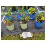 6 ASSORTED PERENNIALS