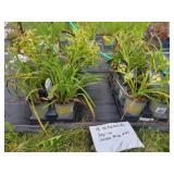 18 ASSORTED PERENNIALS
