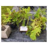 4 OSTRICH FERNS