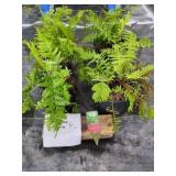 4 OSTRICH FERNS