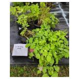3 ARALIA SUN KING
