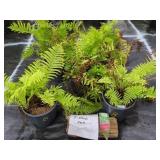 5 OSTRICH FERN POTS