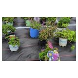 7 PERENNIAL POTTED PLANTS ASSORTMENT