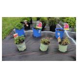 6 PERENNIAL PLANTS