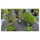 5 PERENNIAL PLANTS