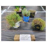5 ASSORTED GROUNDCOVER PLANTS