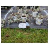 5 SILVER LINING WORMWOOD PLANTS