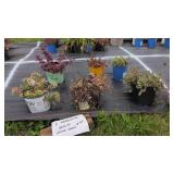 6 ASSORTED SEDUM PLANTS