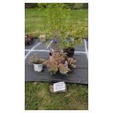4 SHRUBS & PERENNIALS