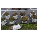 8 SEDUM PLANTS